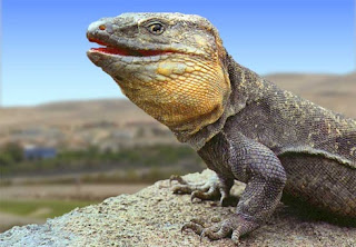 hierro giant lizard