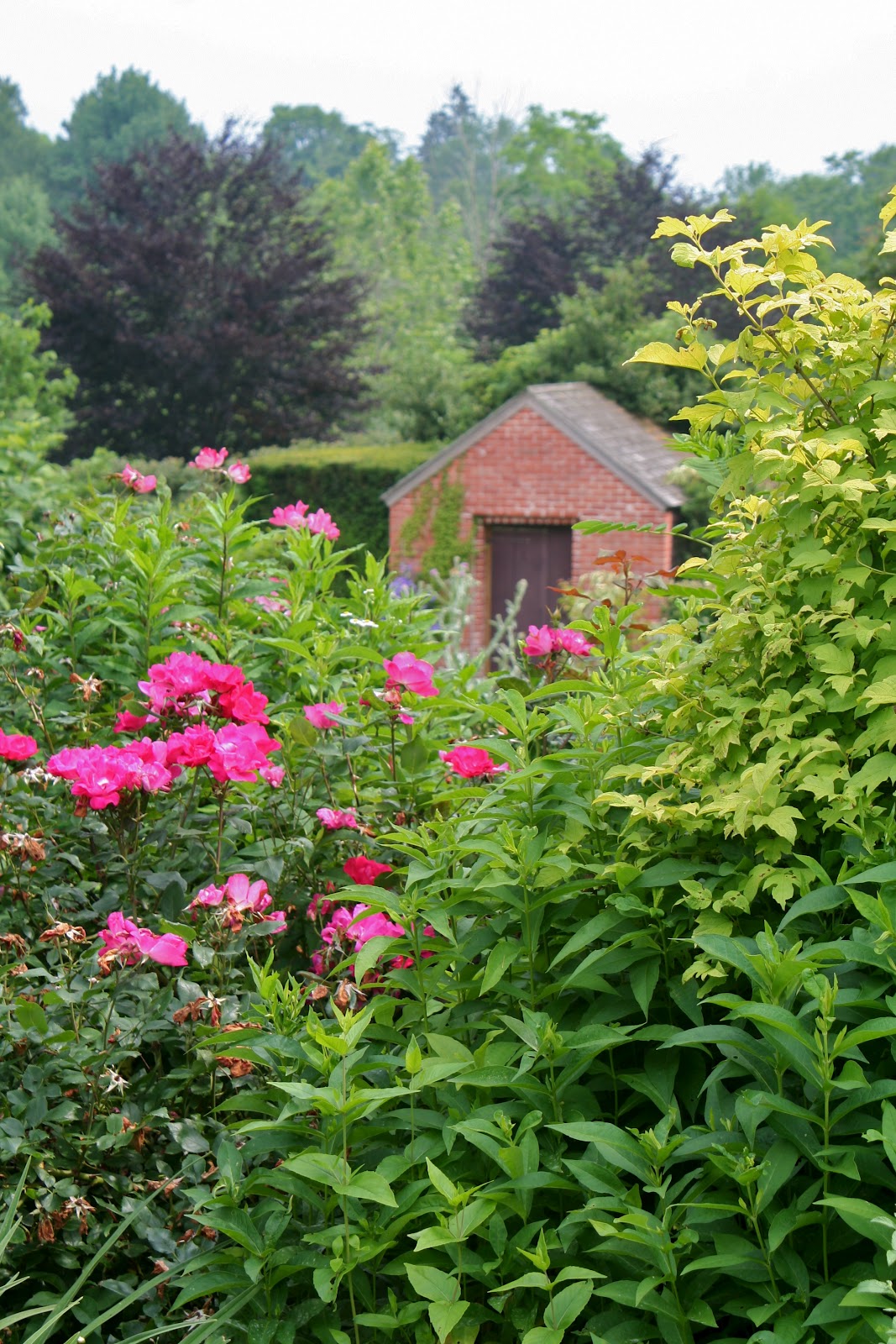 Hedge Barberry Stock Photos Hedge Barberry Stock Images Alamy
