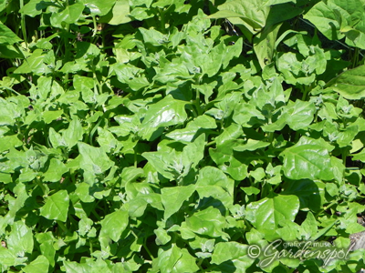 Growing New Zealand Spinach
