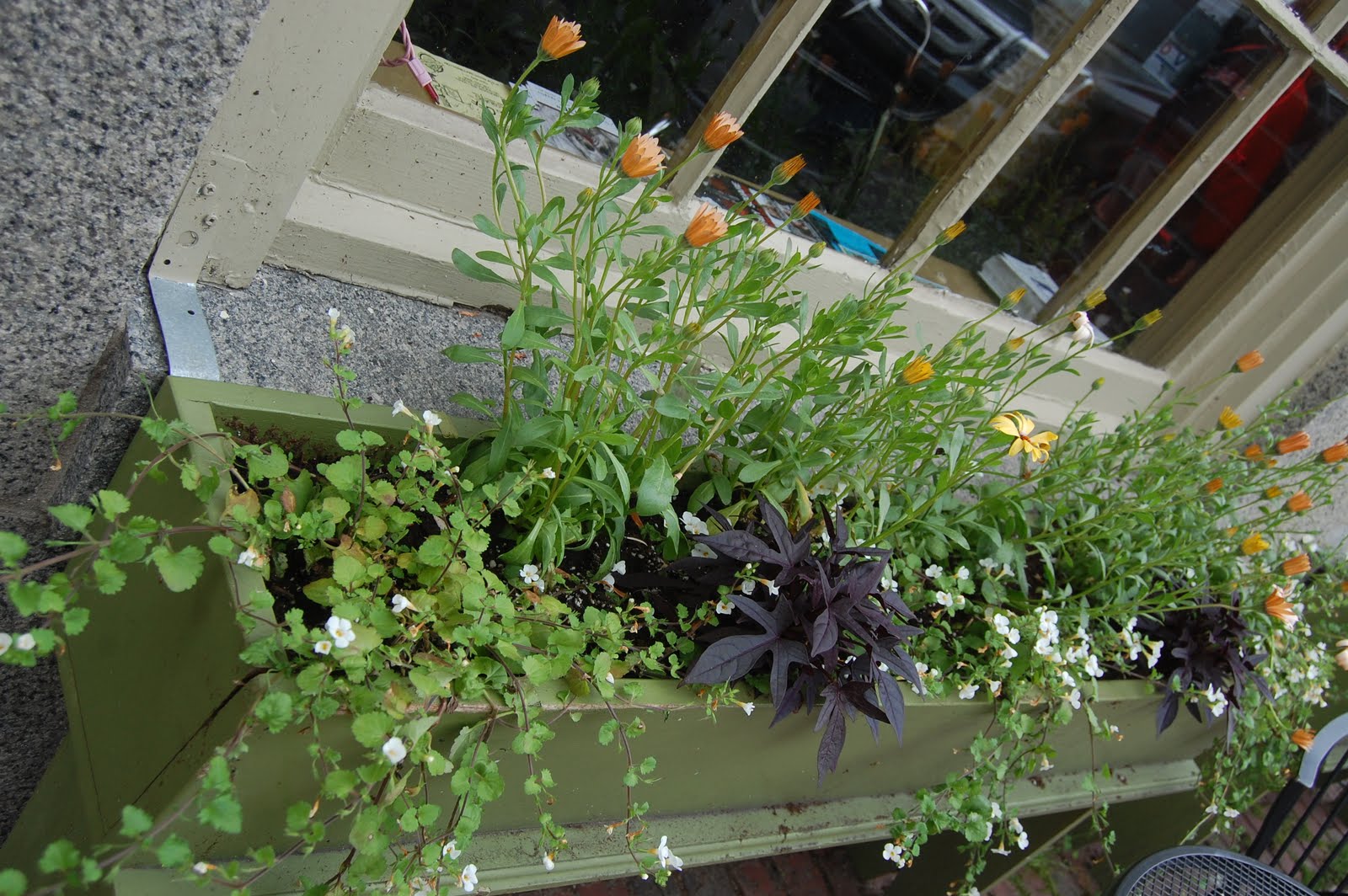 Sprouts Salem, Massachusetts Flowers Around Town