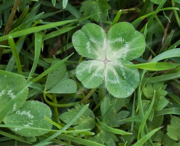 Four-leafed clover