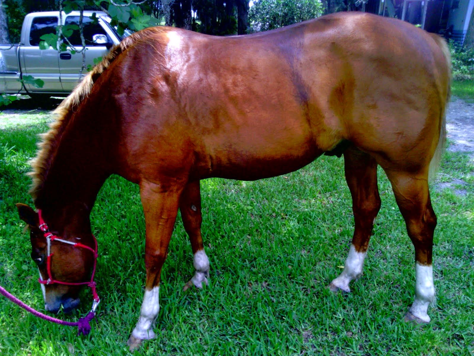 This is Dusky,, Quarter horse gelding, was a kicker and  a bucker.