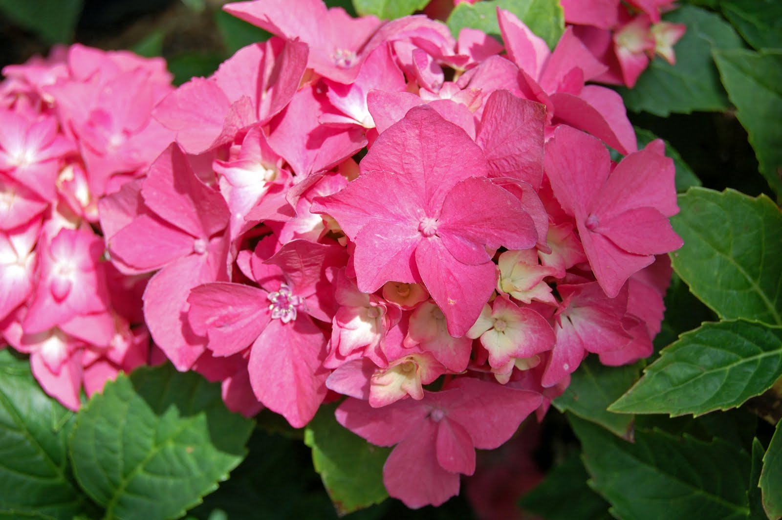 Herbaria Via 3 Bp Blogspot Com Flores The Wonders