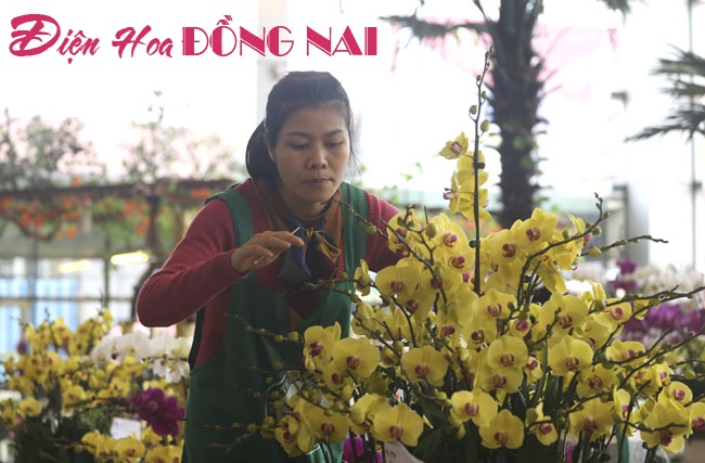 [Image: Hoa-lan-nhap-ngoai-gia-tram-trieu-van-dat-khach-7.jpg]