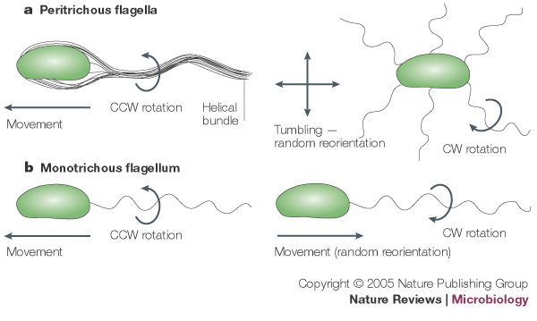 Monotrichous Flagella Arrangement