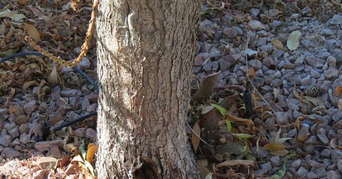 Xtremehorticulture of the Desert Base of Nectarine Tree Rotting I Think