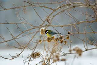 Pitigoiul albastru wild photography Romania