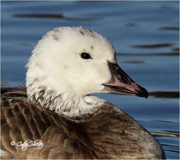 Bird Hybrids Snow Goose x Cackling Goose