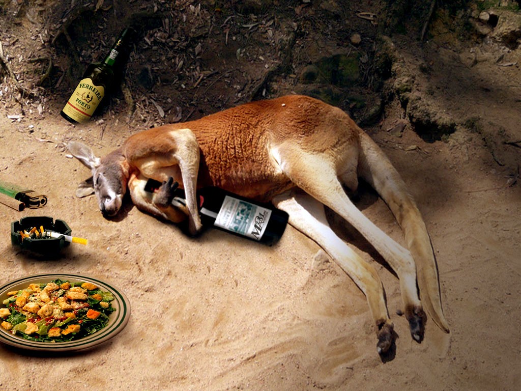 Funny Kangaroo 2013 Photography | Funny Animals