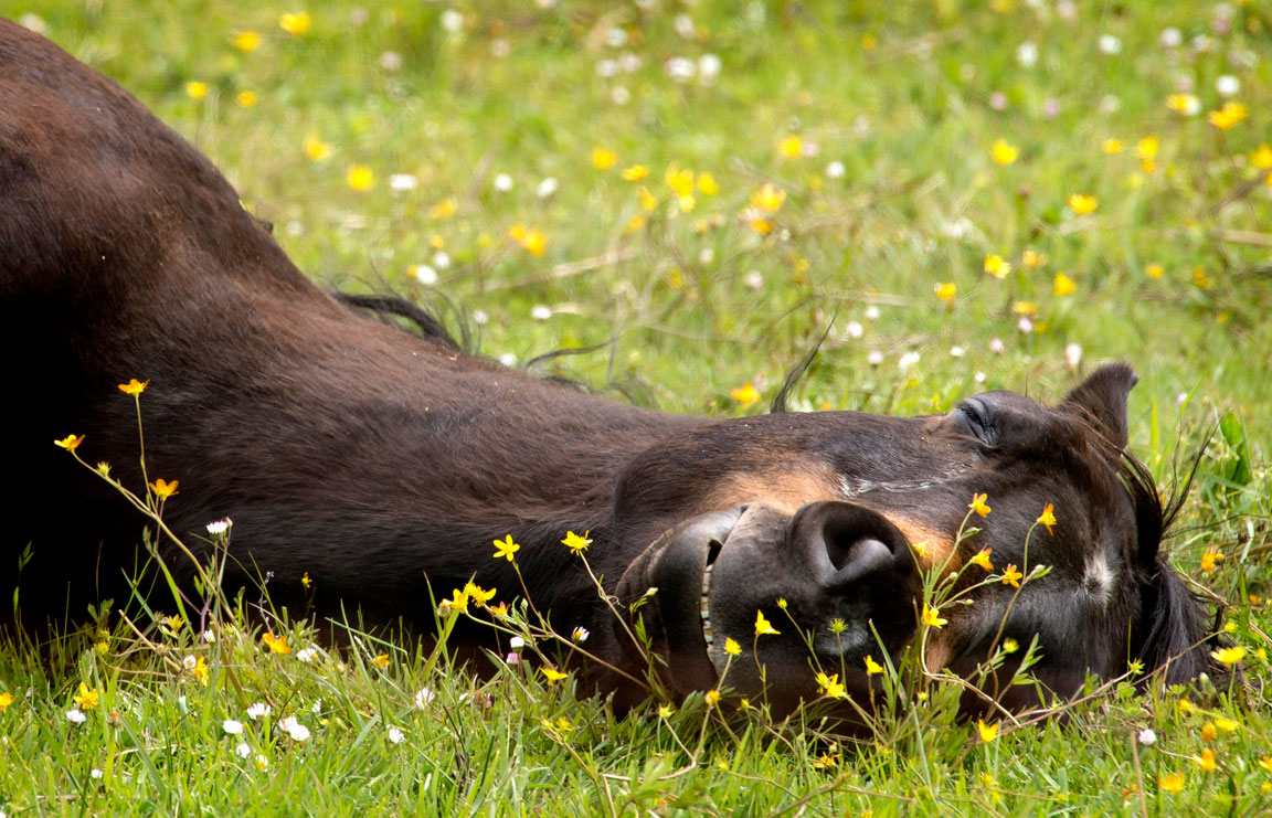 Robin Loznak Photography: Lazy morning