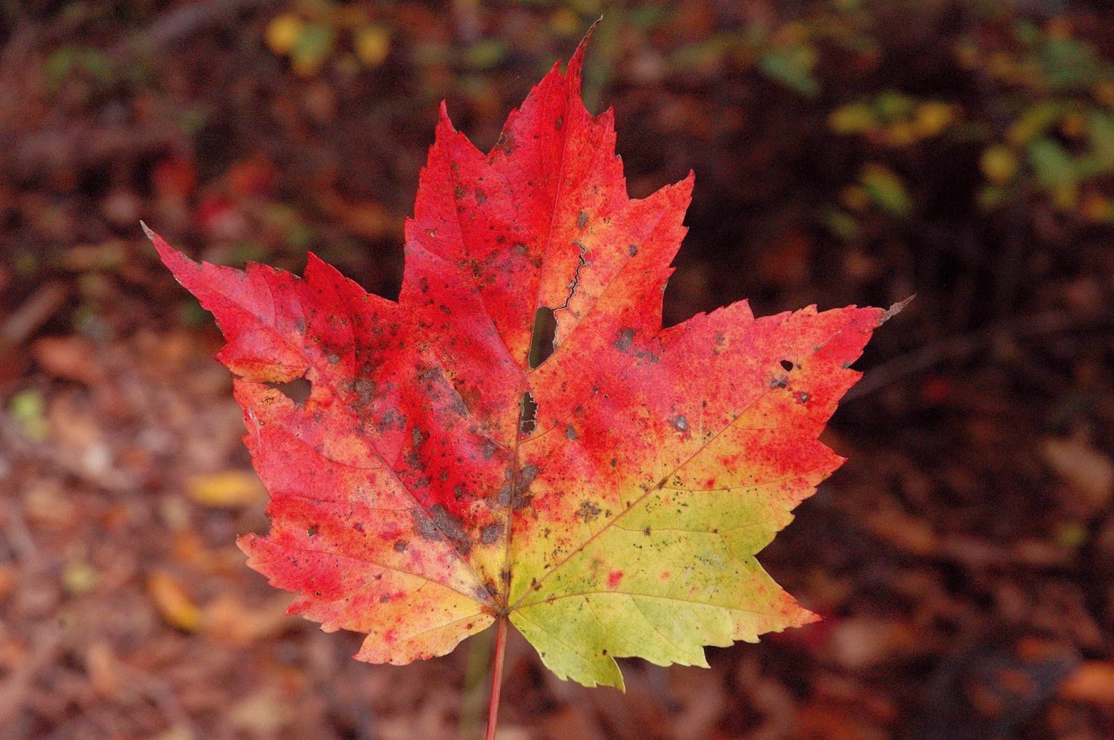 Field Biology in Southeastern Ohio Maples of Ohio