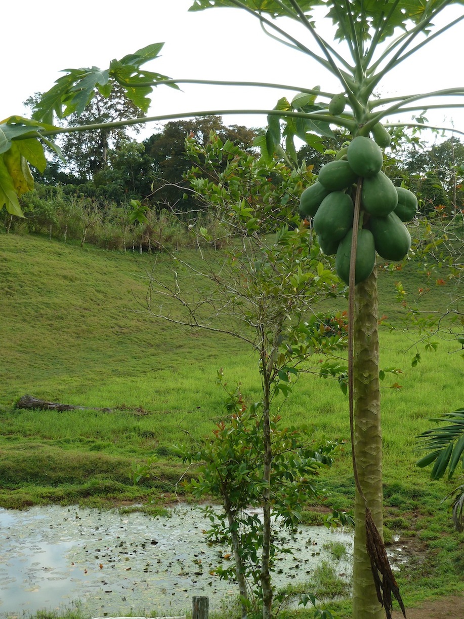 Farms Forests Foods Why I Choose Pesticidefree Foods Lessons from