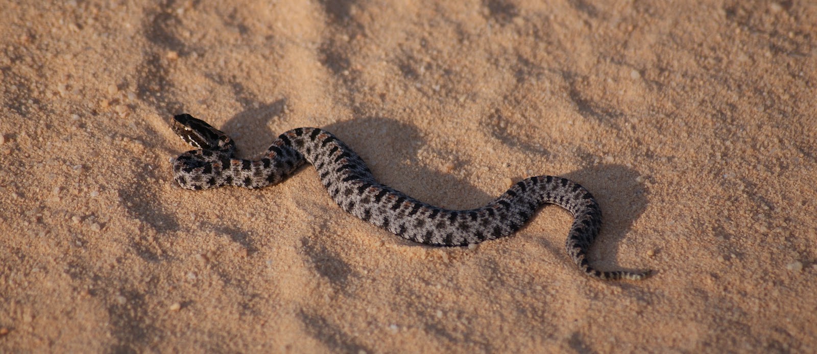 Living Alongside Wildlife: Are Rattlesnake Bites Really Becoming More