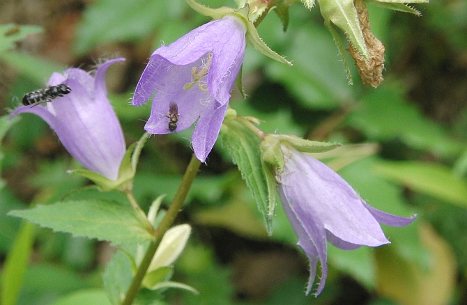 Aschinger At The Alexanderplatz Weimar Berlin