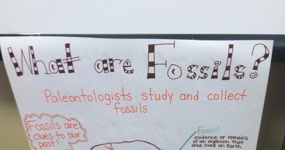 Ms. White's Kiddos Dinosaur Fossils