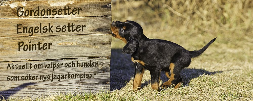 Gordonsetter, Engelsk Setter, Pointer.