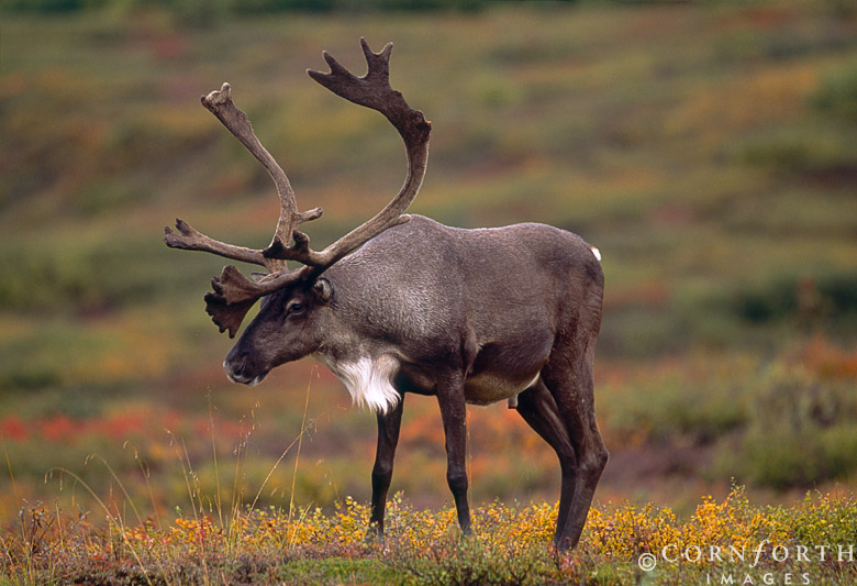 Caribou Animals Facts & Photographs The Wildlife
