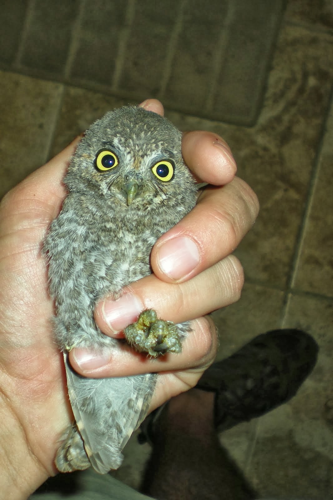 Elf Owl - Arizona