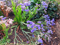 Limonium sinuatum