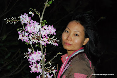 Peach in Giang Son Mary hill