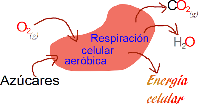 DIFERENCIA ENTRE FOTOSINTESIS Y RESPIRACION CELULAR diferencia entre fotosintesis y respiracion celular: