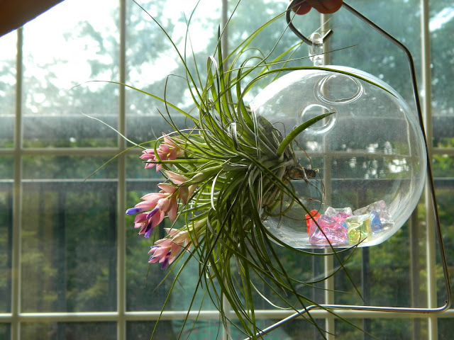 Airplants need no soil to grow!