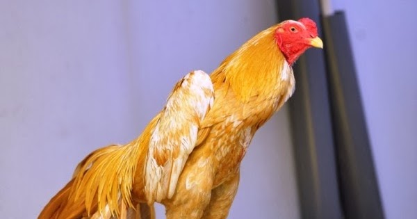 ayam bangkok bray CARA MERAWAT KULIT DAN BULU AYAM BANGKOK