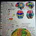 Beautiful hand drawn pictures of heart and Brain