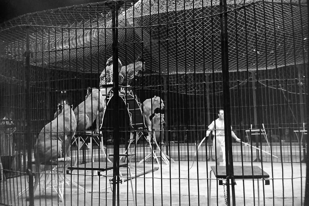 The Circus "NO SPIN ZONE" Belle Vue CircusUnknown Presenter