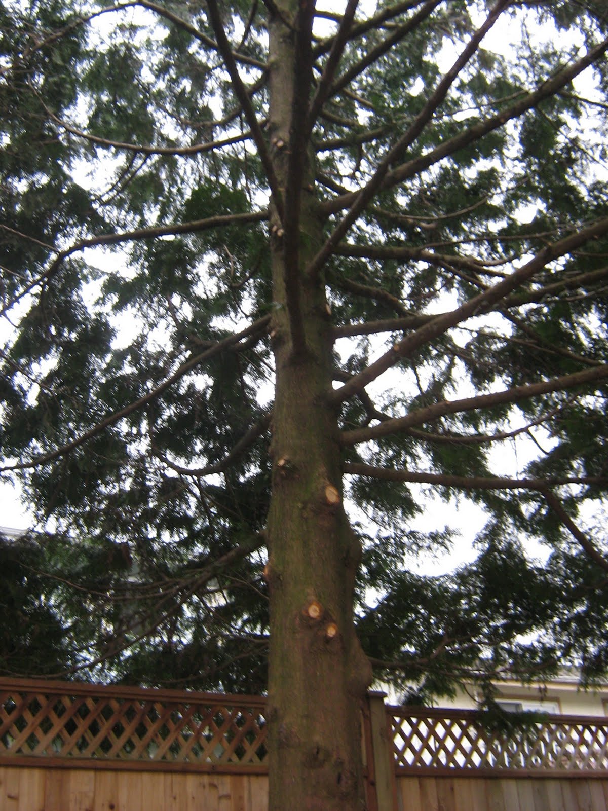 Laurel and Cedar Hedge Trimming Service Cedar Tree pruning and thinning