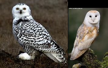 The Owl S Perch The Un Common Barn Owl