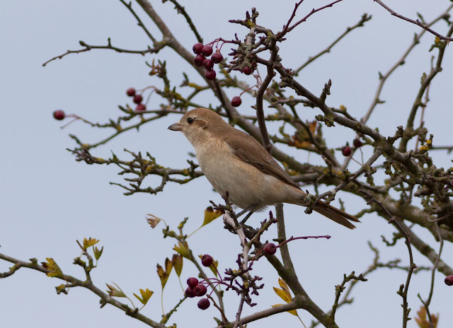 Isabelline Shrike, Norfolk