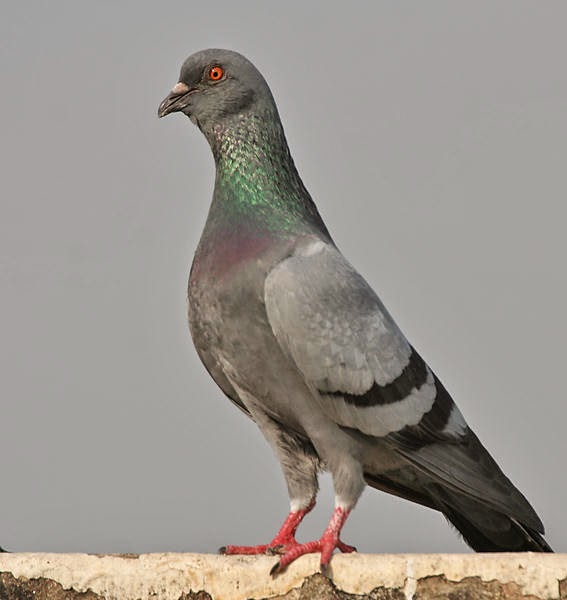 contoh report text birds b u r u n g contoh report text birds b u r u n g