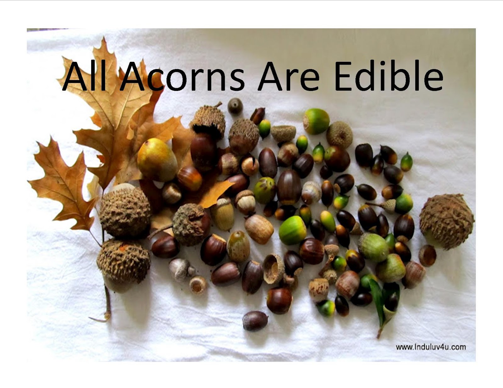 Indu's Apothecary Snippet of the Month Acorns
