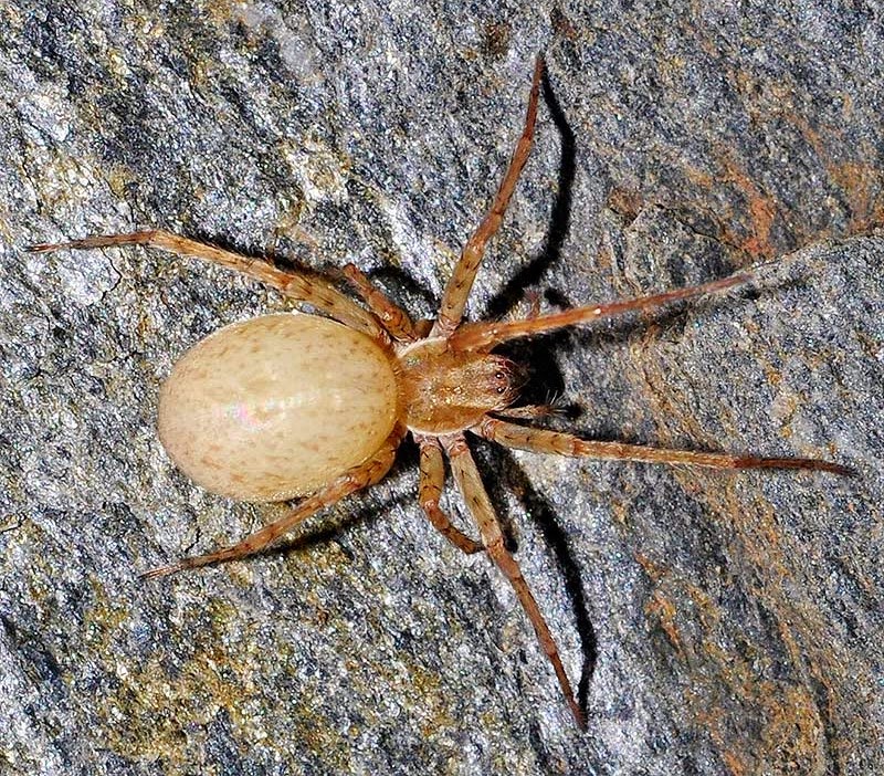 Mundo Natural Faluke Anyphaena numida