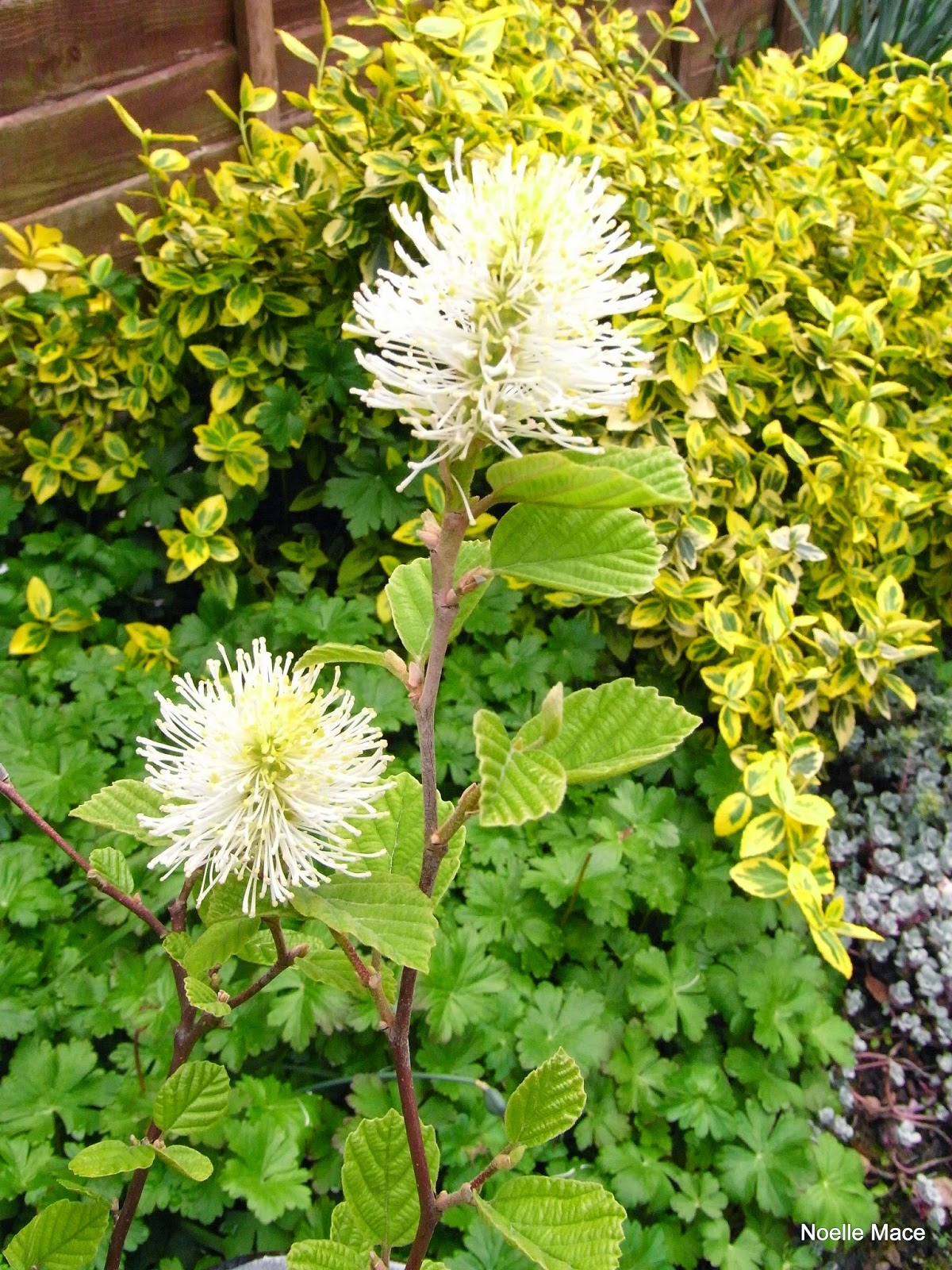 Stasher Fothergilla Gardenii Blue Mist