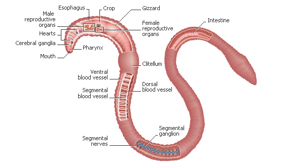 Biochemistry/Diffusion/Osmosis/Body Systems: The Earthworm.