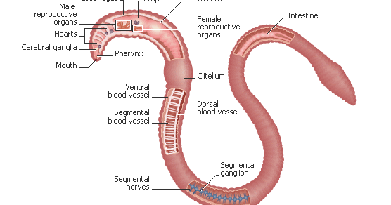 Biochemistry/Diffusion/Osmosis/Body Systems: The Earthworm.