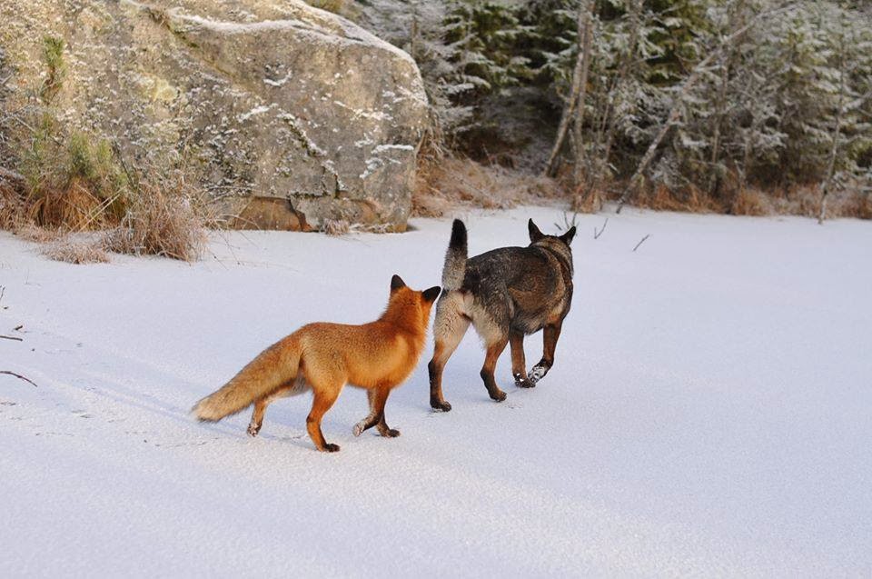 Dog and wild fox are best friends (10 pics + video) Amazing Creatures