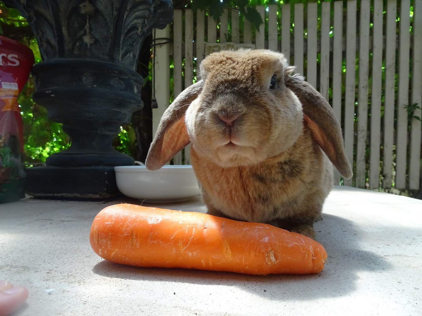 Rabbit Nibbles What Nibbles Eats Daily