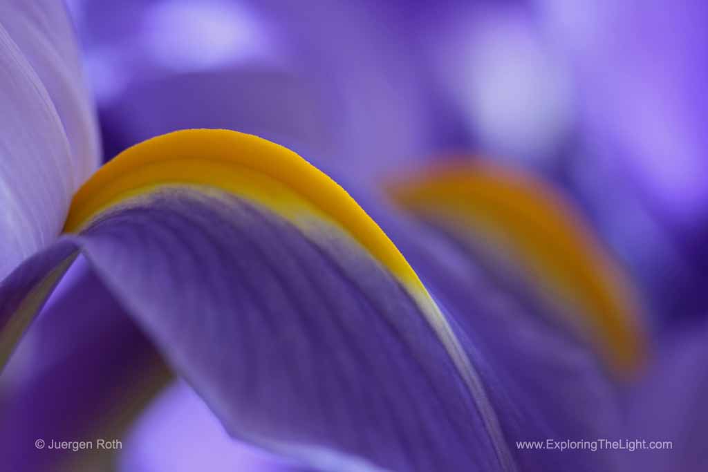 http://juergenroth.photoshelter.com/gallery-image/Abstract-Flower-Photography/G0000xwJgMChQG_s/I0000qhnD_xt7vo8