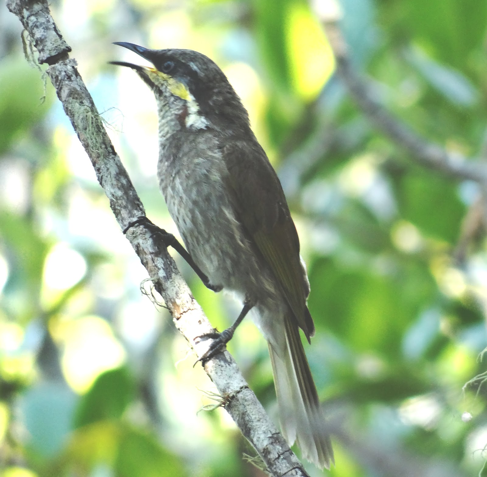 sunshinecoastbirds Squaretailed Kite nesting and Shining Flycatchers