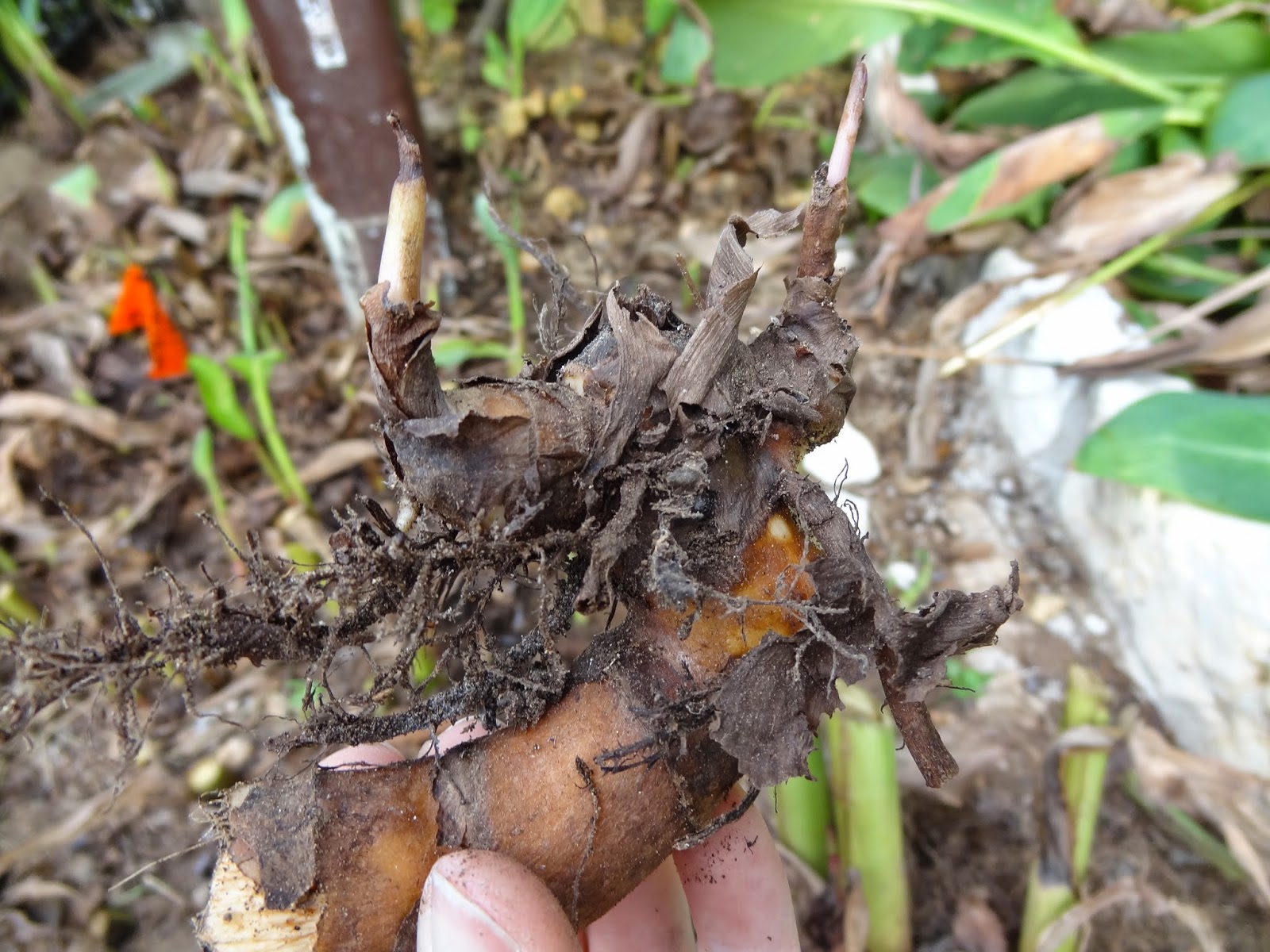 Rebecca's Texas Garden Dividing Canna Lilies