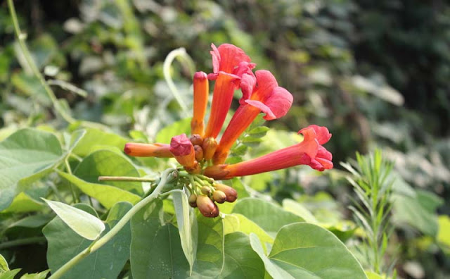 Trumpet Vine Flowers Pictures