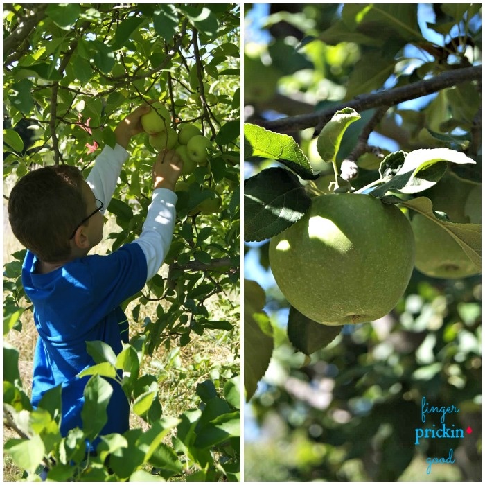 my northwest rhode island rhode island apple harvest day event set