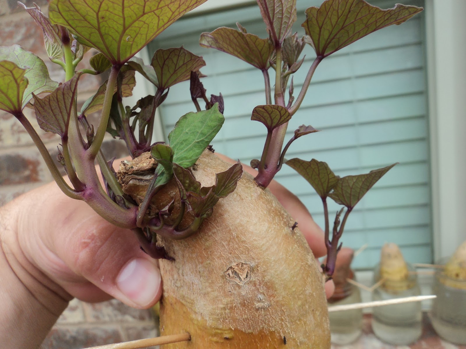 Our Provident Life Sweet Potato Slips; Simple Method