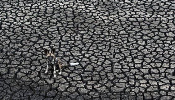 Concurso premia melhores fotógrafos de vida selvagem 4 4 Animais.jpg