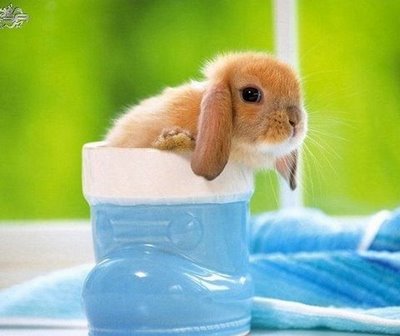 cute rabbits pics