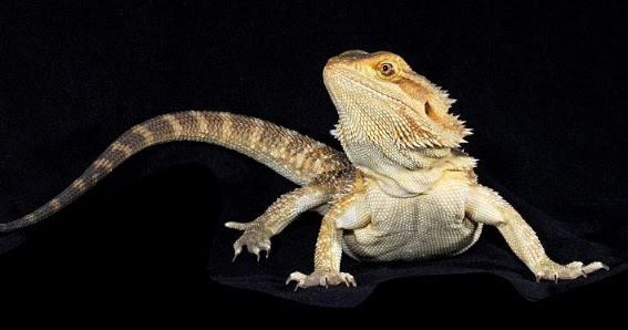 bearded-dragon-administer-topical-medication.jpg