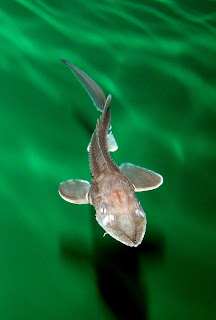 Juvenile white sturgeon